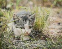 Martin-JoshuaA-CottontheKitten-10x8-2000.jpg